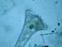 Stentoridae
